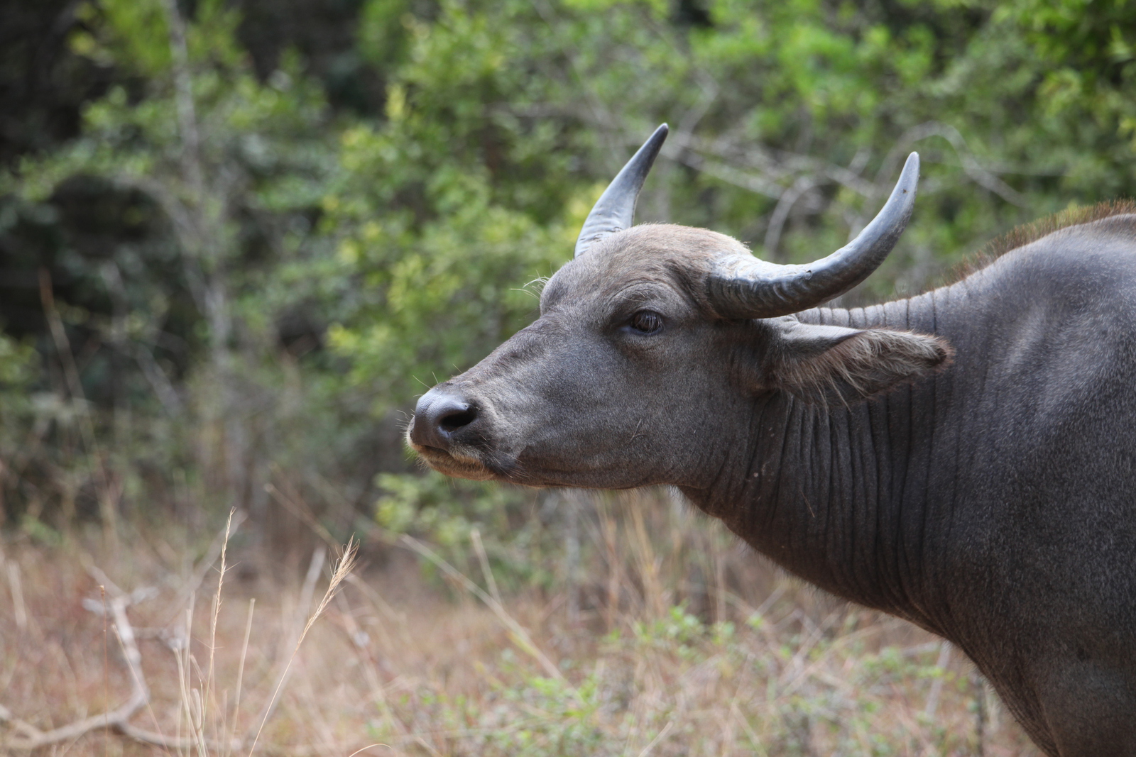 Wilpattu N.P. : Waterbuffel (Bubalus Bubalis)