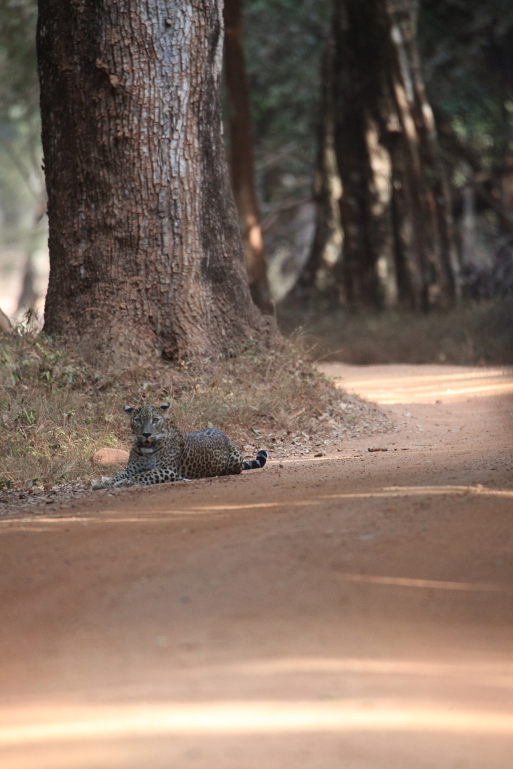 Wilpattu N.P. : Sri Lankaanse Panter (Panthera Pardus Kotiya)