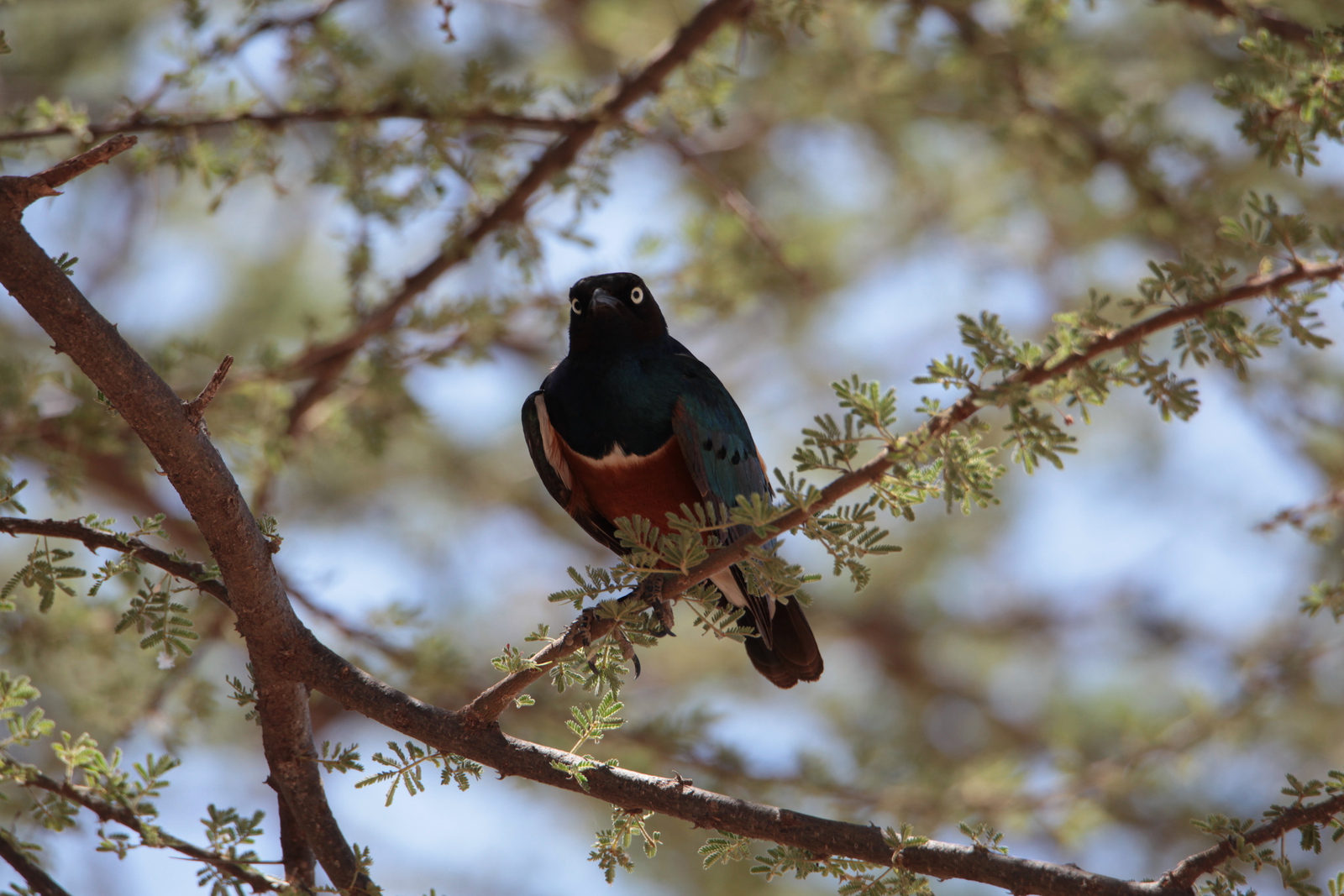 Samburu N.P. Driekleurige Glansspreeuw (Lamprotornis Superbus) (0027)