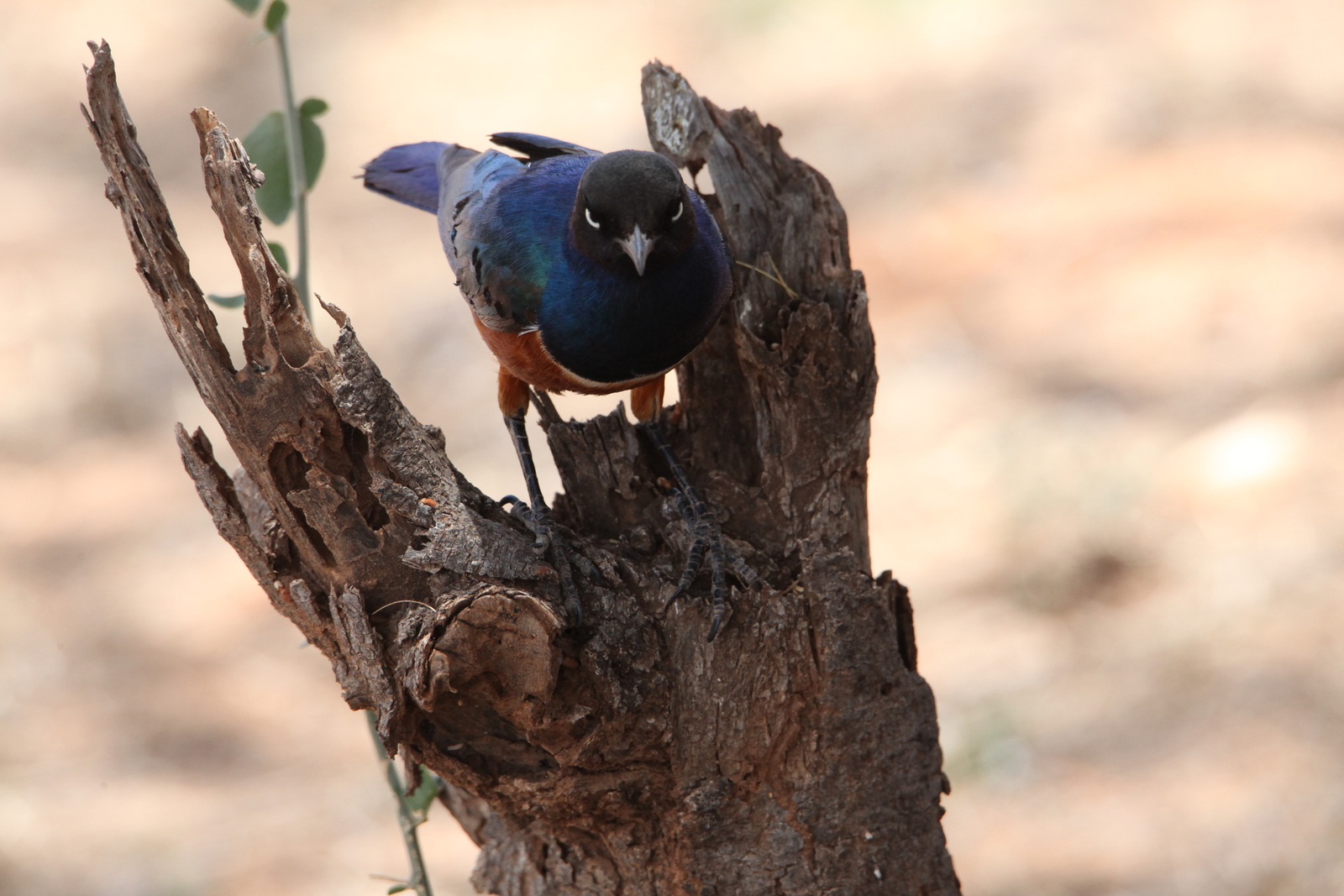 Samburu N.P. Driekleurige Glansspreeuw (Lamprotornis Superbus) (0362)