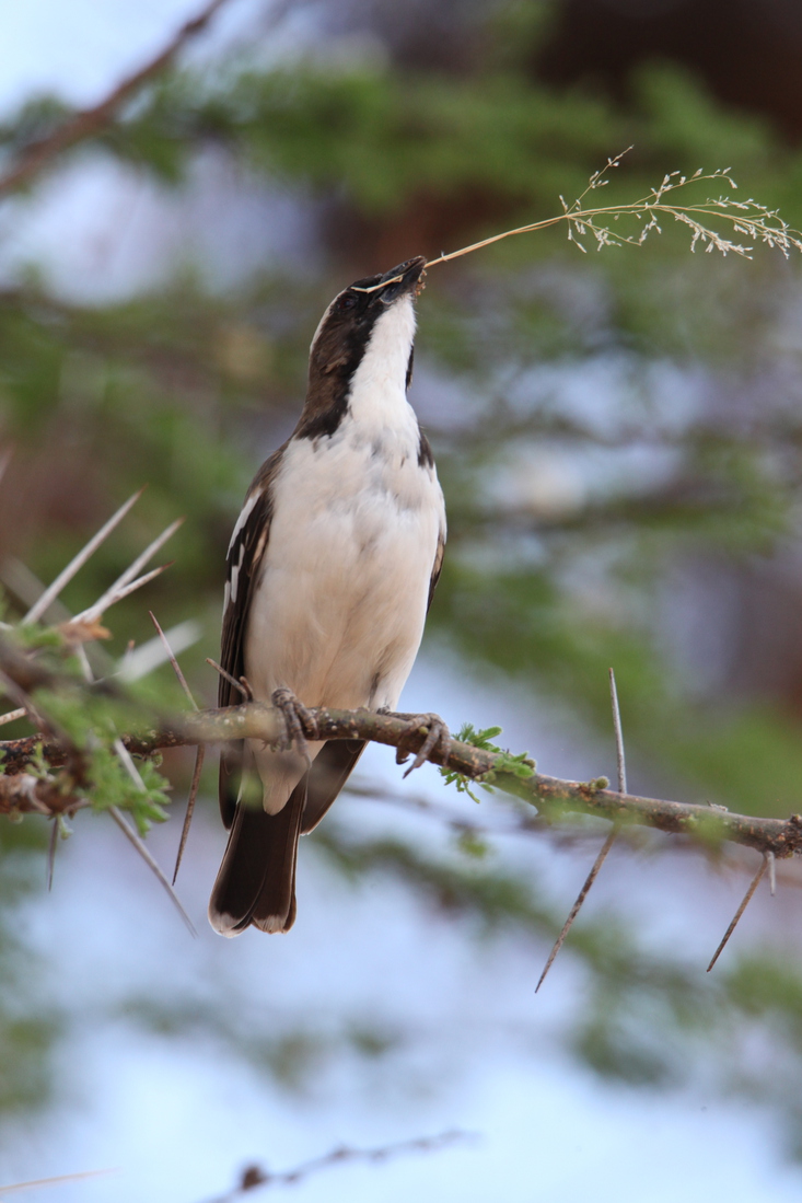 Samburu N.P. Mahaliwever (Plocepasser Mahali) (0376)