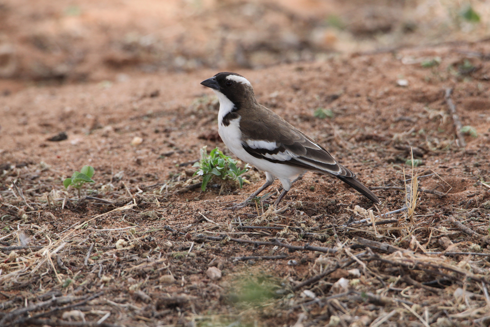 Samburu N.P. Mahaliwever (Plocepasser Mahali) (0402)