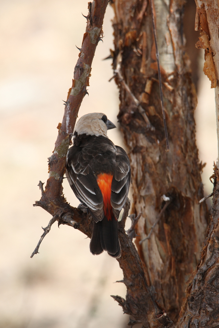 Samburu N.P. Witkop Buffelwever (Dinemallia Dinemelli) (0397)