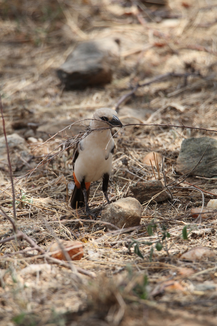 Samburu N.P. Witkop Buffelwever (Dinemallia Dinemelli) (0399)