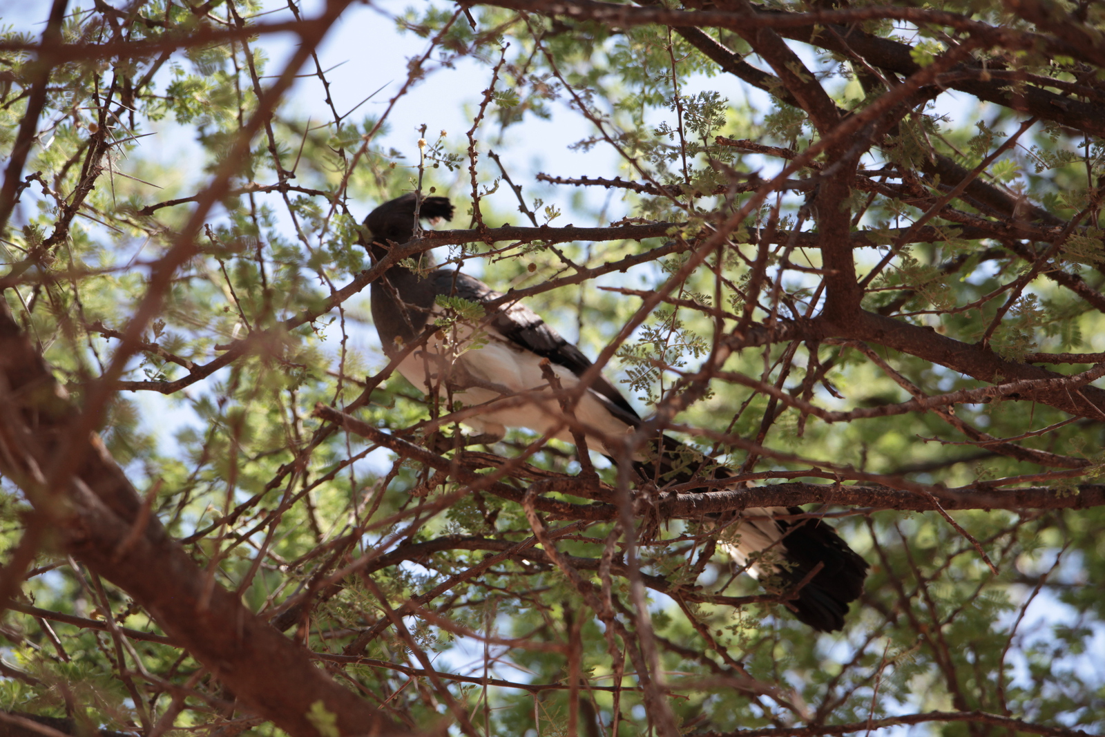 Samburu N.P. Witbuiktoerako (Crimiferoides Leucopasser) (0034)