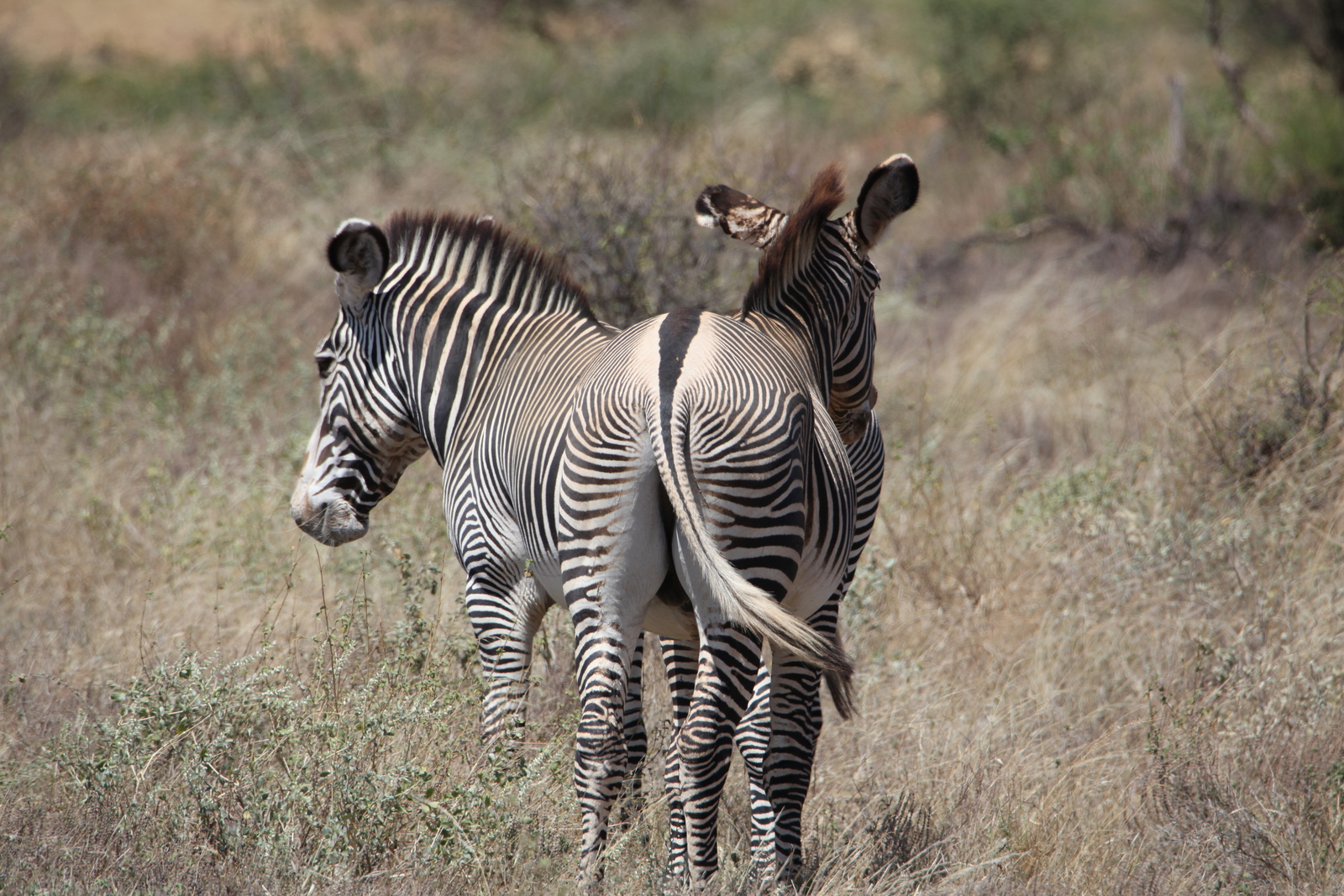 Samburu N.P. Grévy Zebra (Equus Grevyi) (0360)