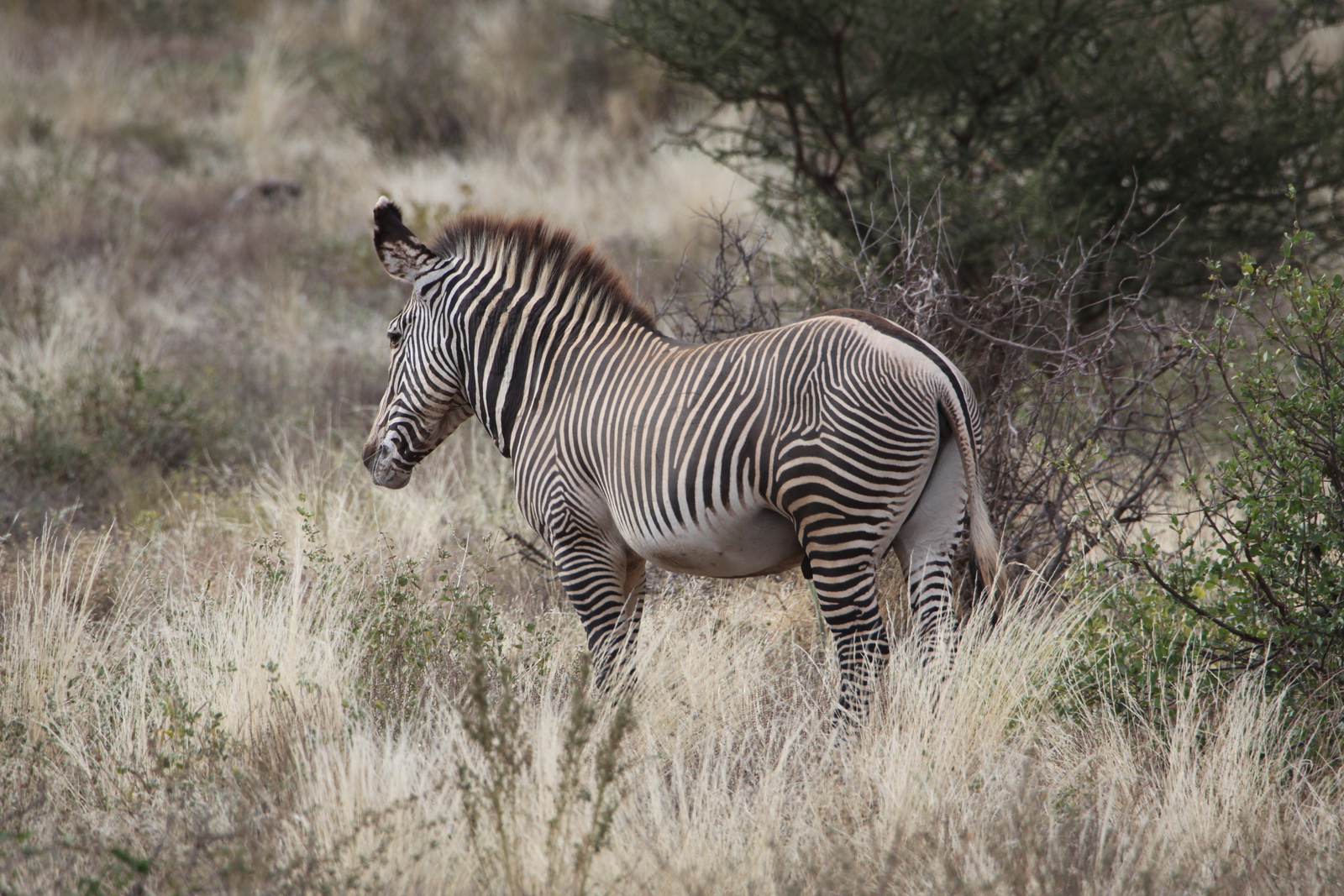 Samburu N.P. Grévy Zebra (Equus Grevyi) (0412)