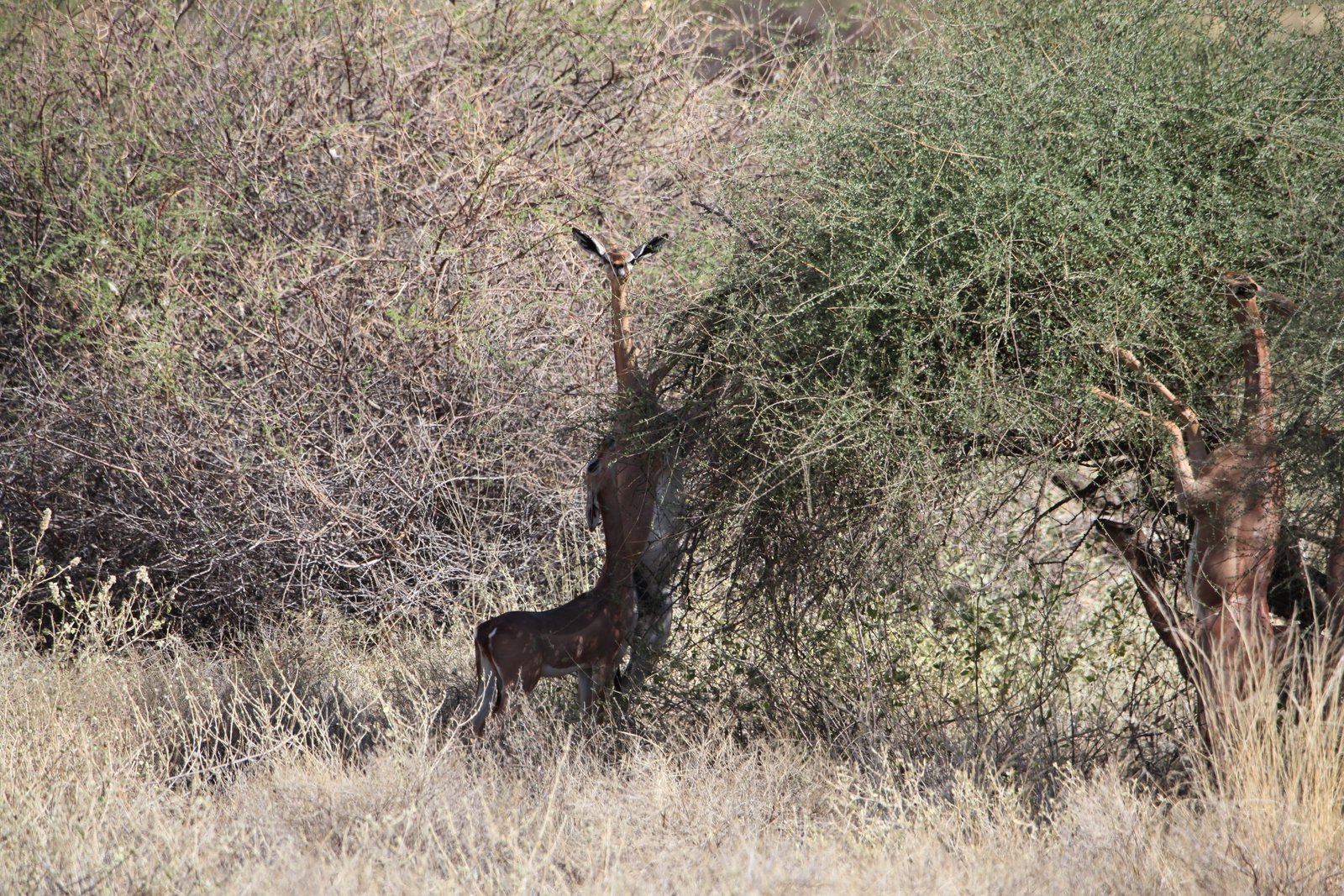 Samburu N.P. Generoek (Litocranius Walleri) (0040)