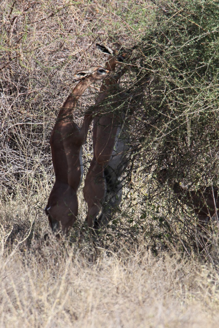 Samburu N.P. Generoek (Litocranius Walleri) (0042)