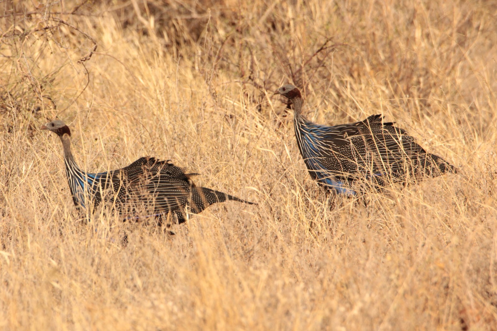 Samburu N.P. Gierparelhoen (Acryllium Vulturanium) (0050)