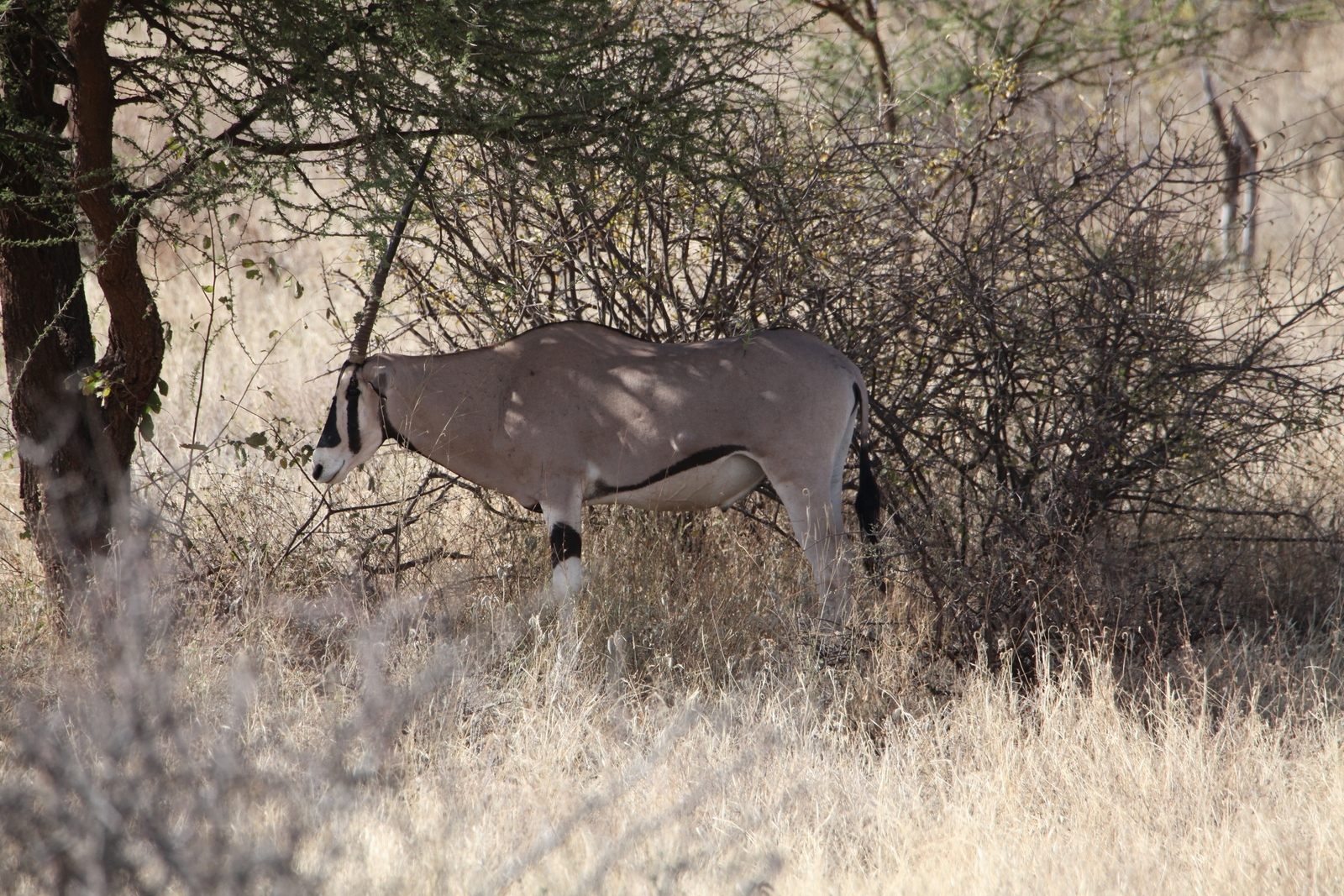 Samburu N.P. Oost Afrikaanse Spiesbok (Oryx Gazella Beisa) (0061)