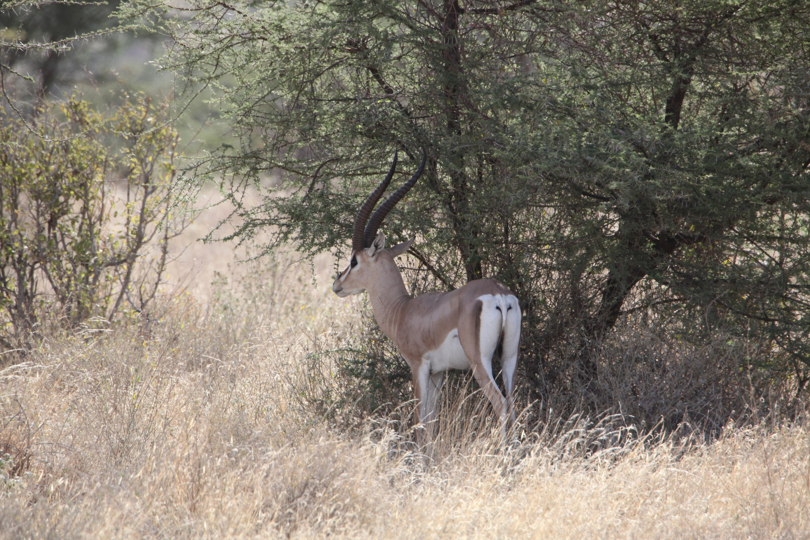 Samburu N.P. Grantgazelle (Nanger Granti) (0063)