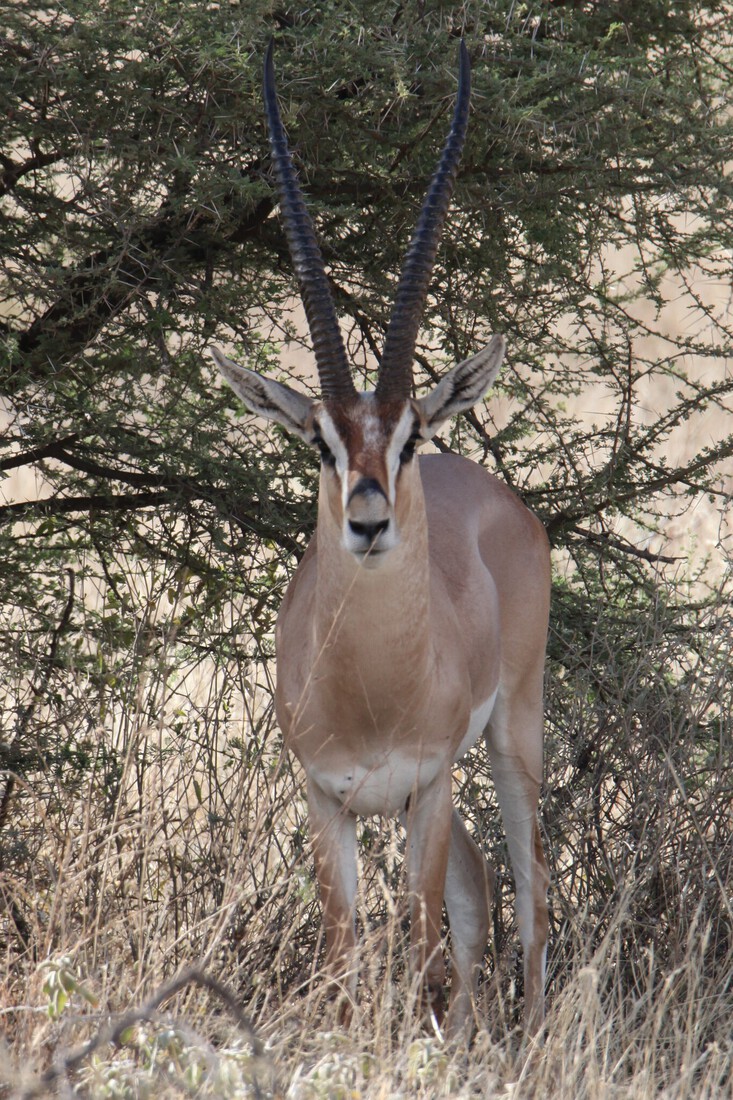 Samburu N.P. Grantgazelle (Nanger Granti) (0076)