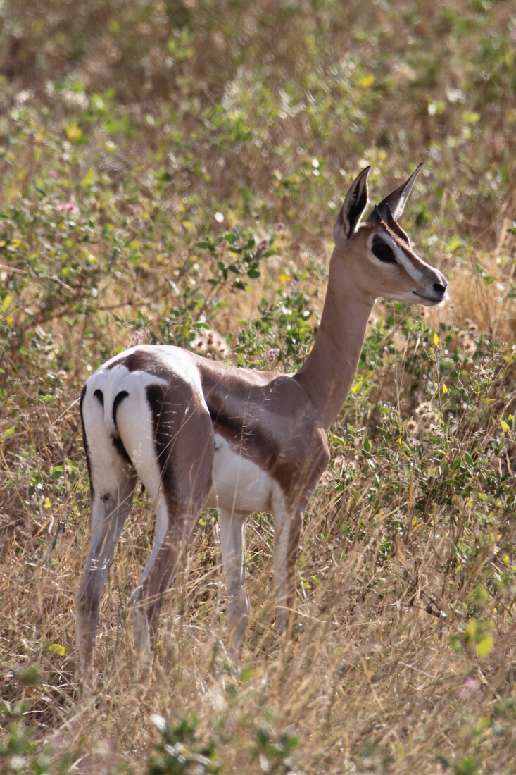 Samburu N.P. Grantgazelle (Nanger Granti) (0105)