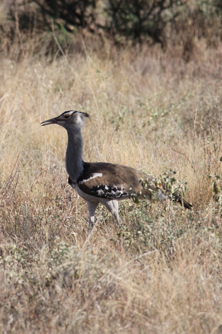 Samburu N.P. Kori Trap (Ardeotis Kori) (0088)