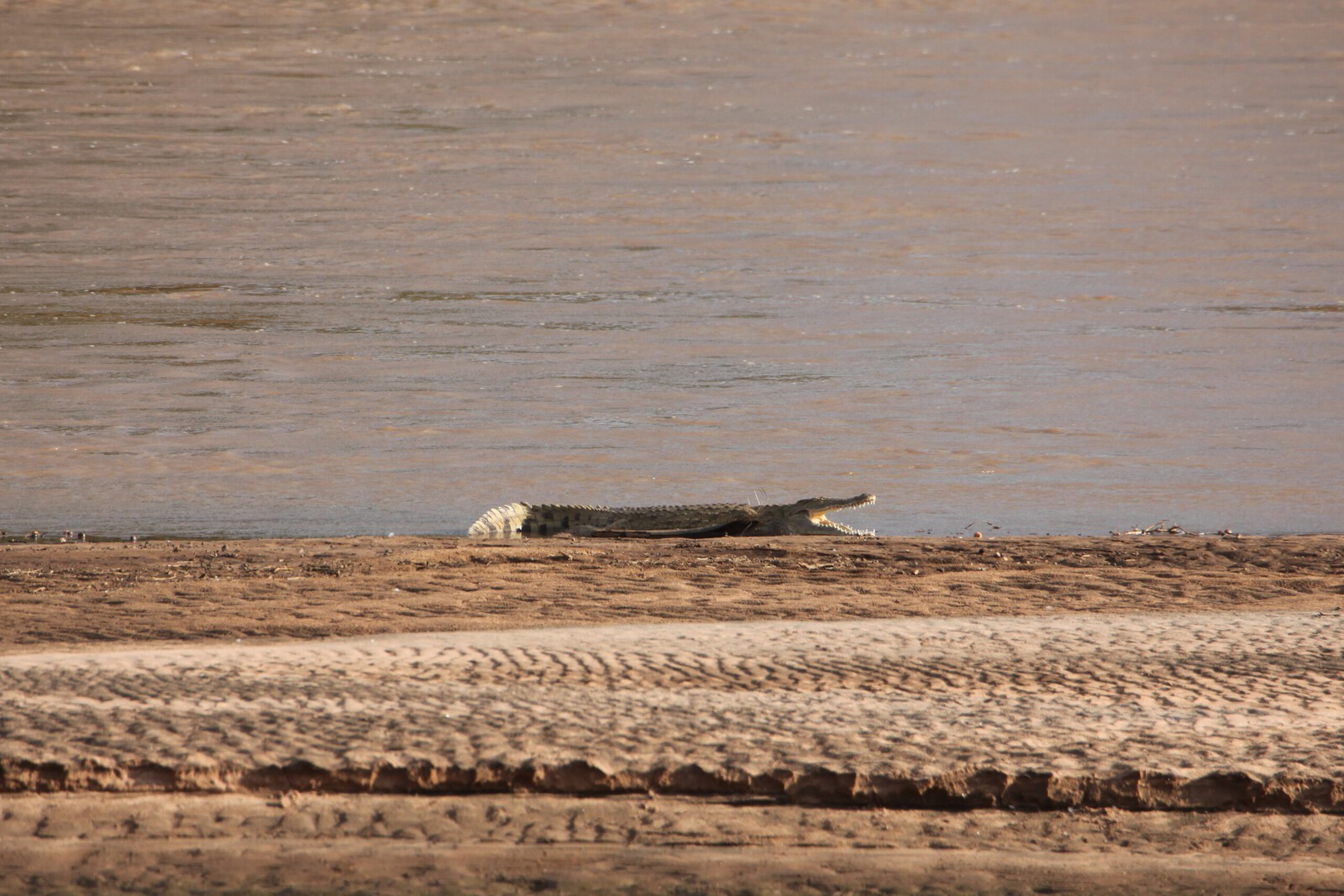 Samburu N.P. Nijlkrokodil (Crocodylus Niloticus) (0116)