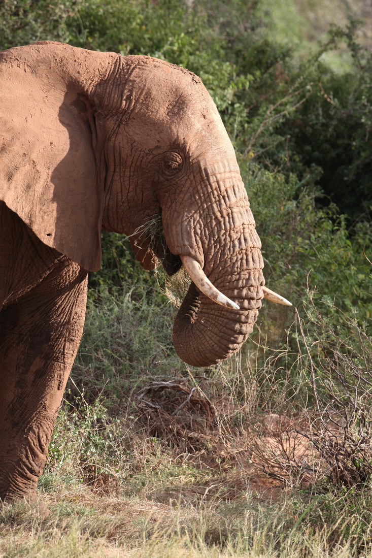 Samburu N.P. Afrikaanse Olifant (Loxodonta Africana) (0119)