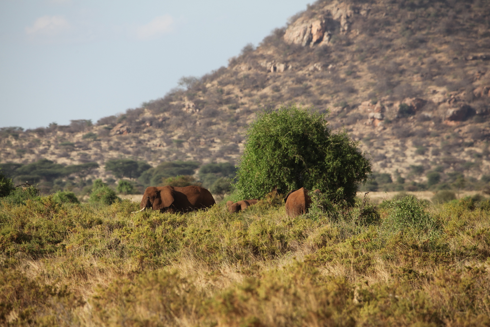 Samburu N.P. Afrikaanse Olifant (Loxodonta Africana) (0131)