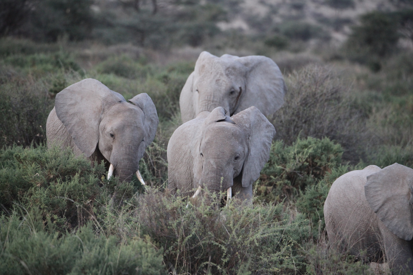 Samburu N.P. Afrikaanse Olifant (Loxodonta Africana) (0222)