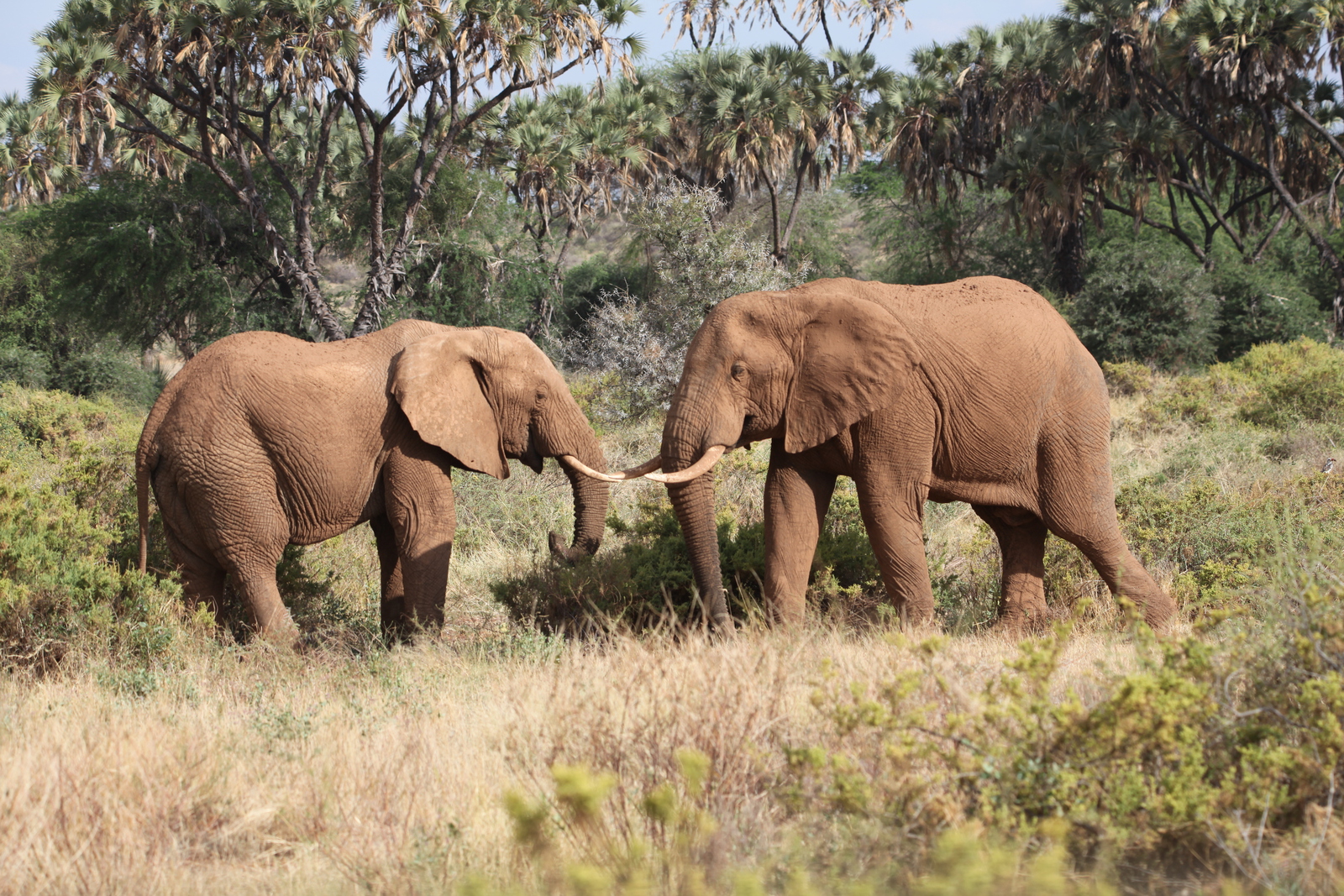 Samburu N.P. Afrikaanse Olifant (Loxodonta Africana) (0450)