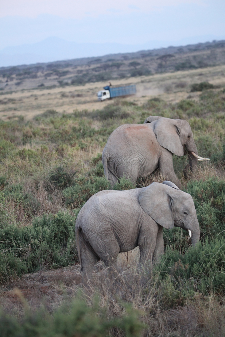 Samburu N.P. Afrikaanse Olifant (Loxodonta Africana) (0225)