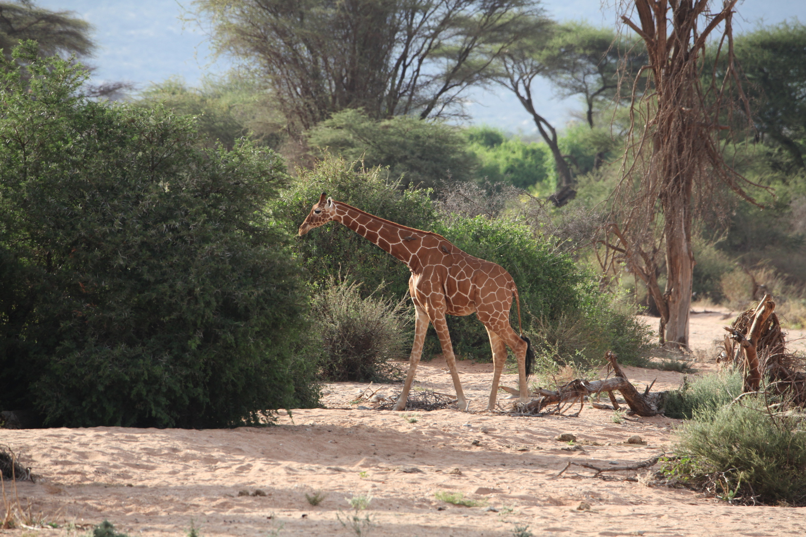 Samburu N.P. Somalische Giraffe (Giraffa Camelopardalis Reticulata) (0126)