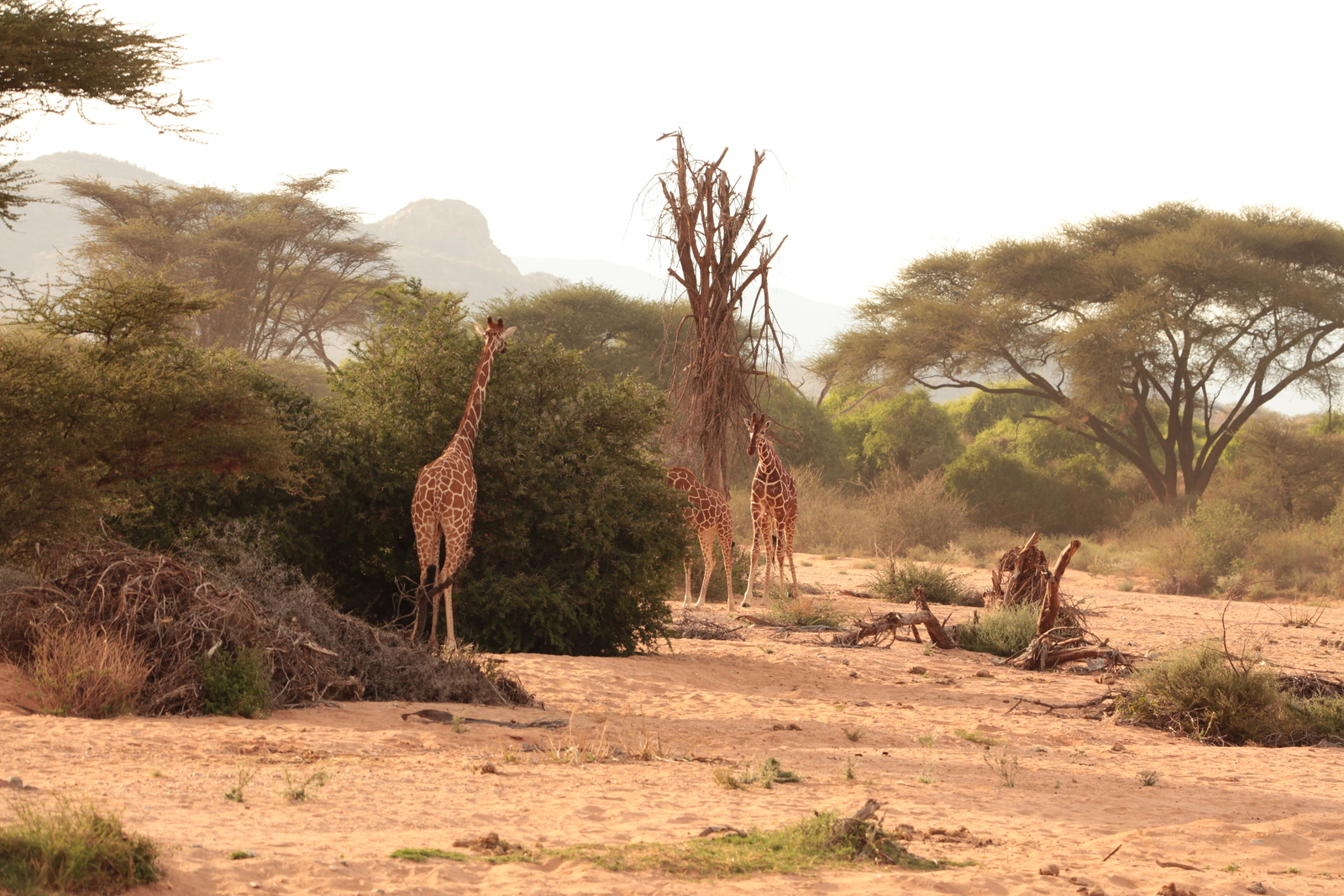 Samburu N.P. Somalische Giraffe (Giraffa Camelopardalis Reticulata) (0137)