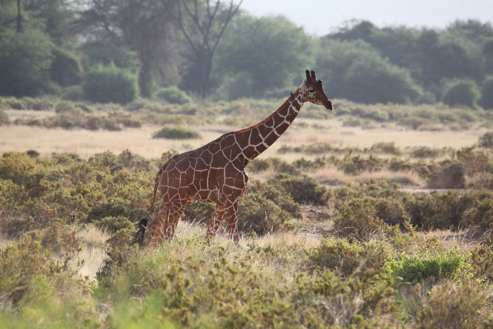 Samburu N.P. Somalische Giraffe (Giraffa Camelopardalis Reticulata) (0476)