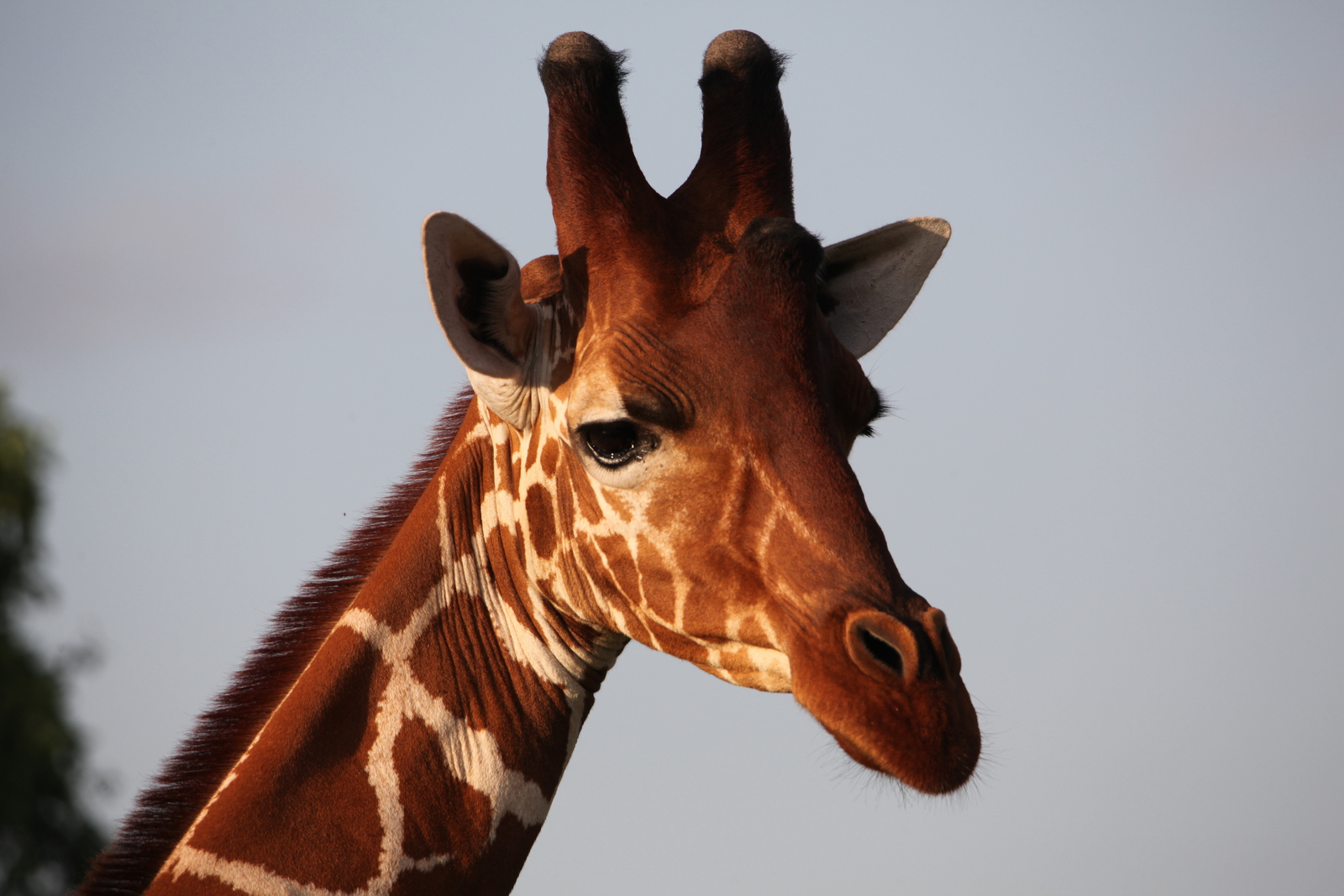 Samburu N.P. Somalische Giraffe (Giraffa Camelopardalis Reticulata) (0487)