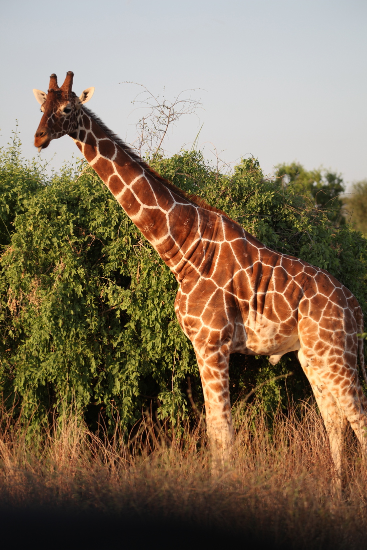 Samburu N.P. Somalische Giraffe (Giraffa Camelopardalis Reticulata) (0496)