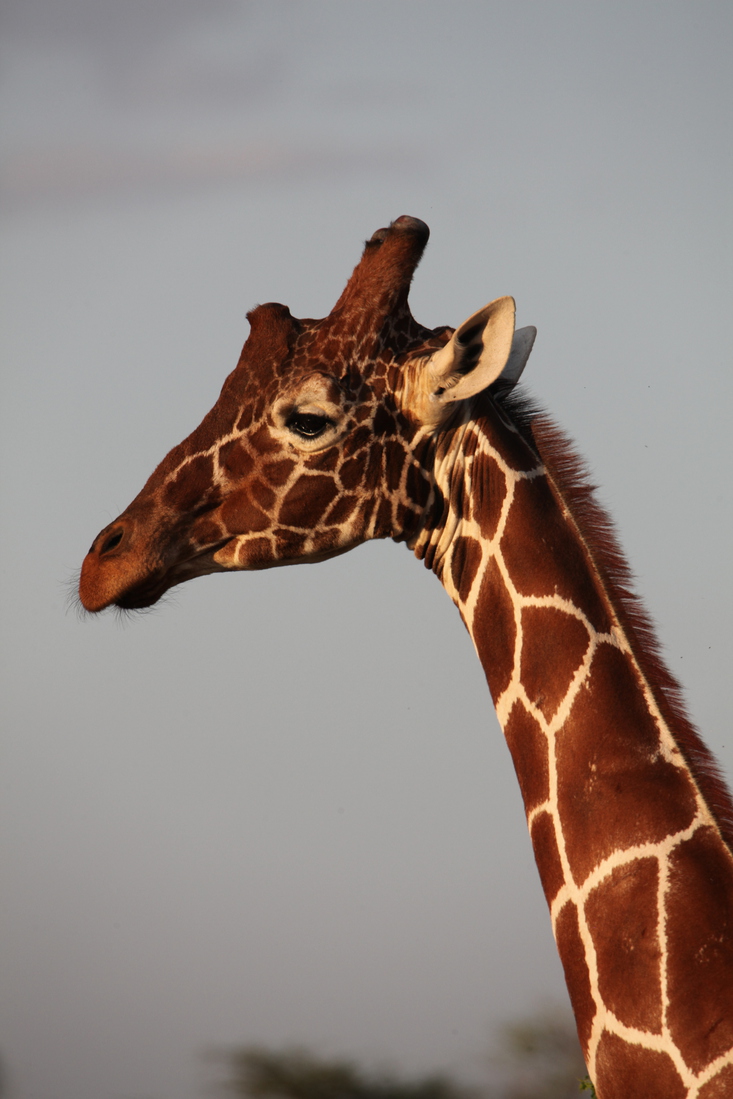 Samburu N.P. Somalische Giraffe (Giraffa Camelopardalis Reticulata) (0501)