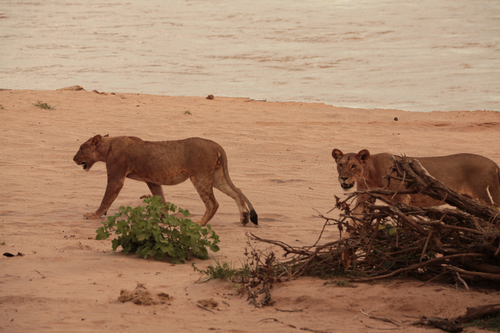 Samburu N.P. Leeuw ( Panthera Leo) (0166)