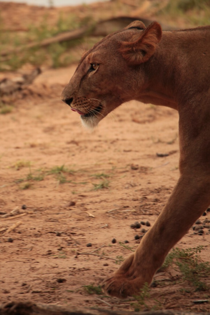 Samburu N.P. Leeuw ( Panthera Leo) (01760