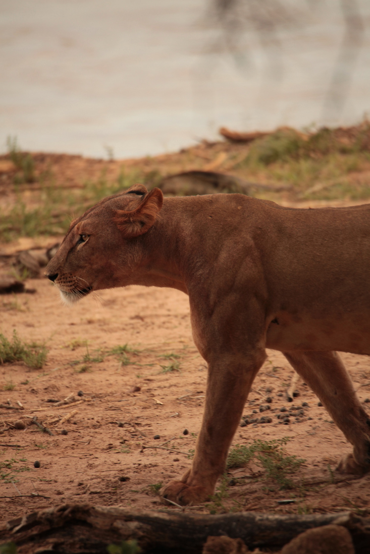 Samburu N.P. Leeuw ( Panthera Leo) (0177)