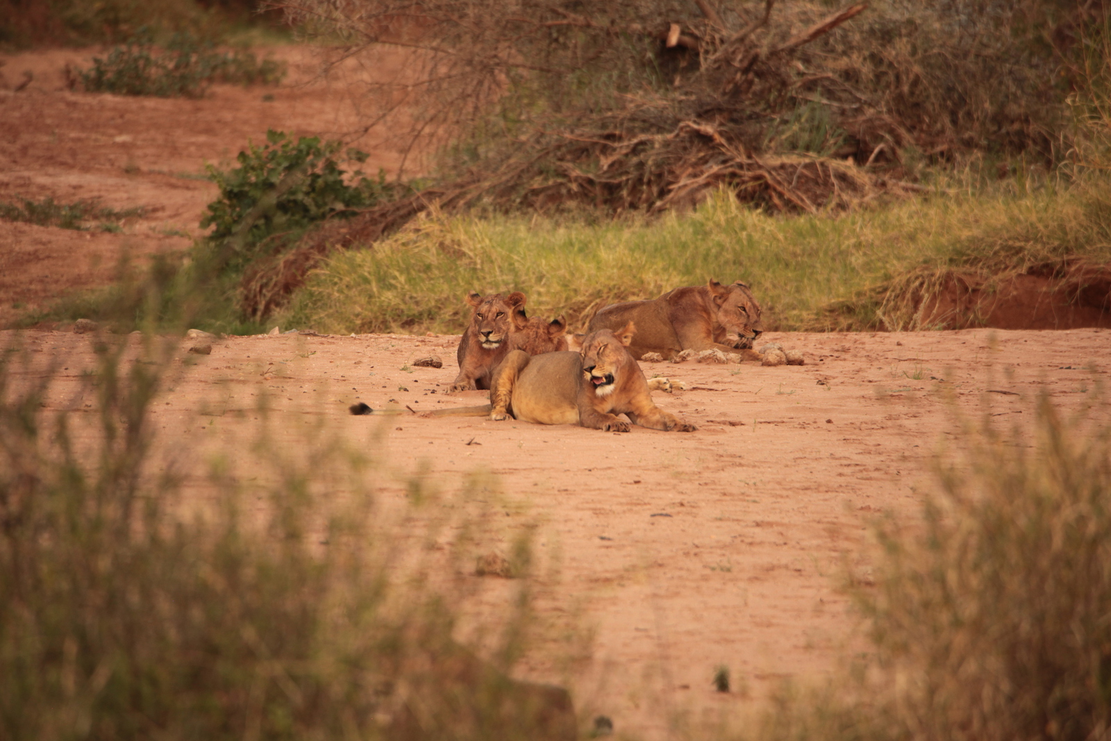 Samburu N.P. Leeuw ( Panthera Leo) (0188)