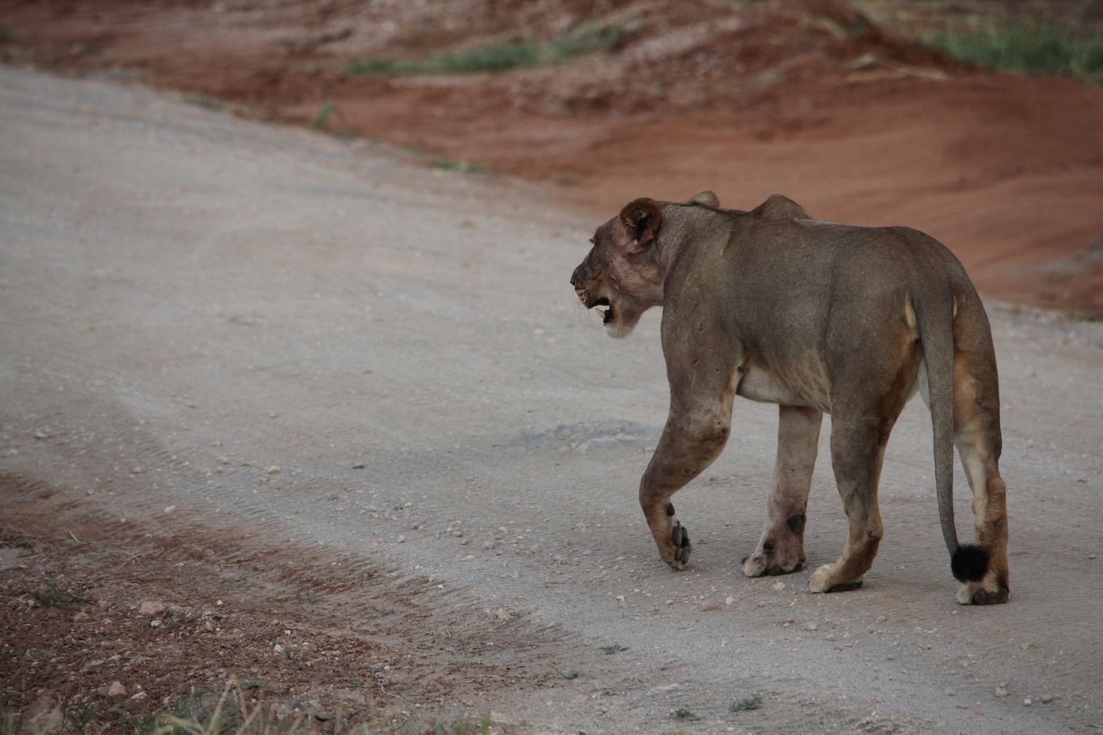 Samburu N.P. Leeuw ( Panthera Leo) (0197)