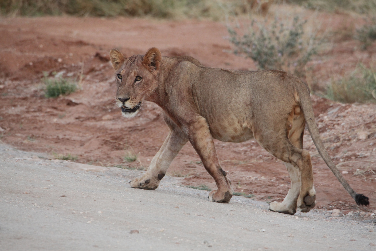 Samburu N.P. Leeuw ( Panthera Leo) (0199)