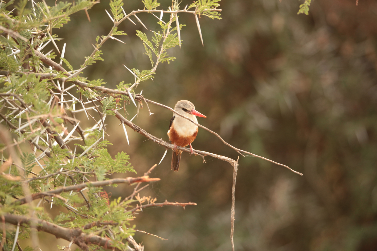 Samburu N.P. Grijskop IJsvogel (Halcyon Leucocephala) (0178)