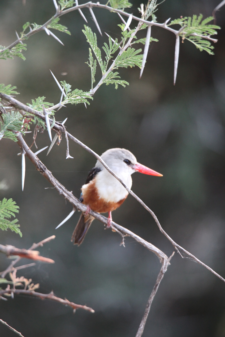 Samburu N.P. Grijskop IJsvogel (Halcyon Leucocephala) (0181)