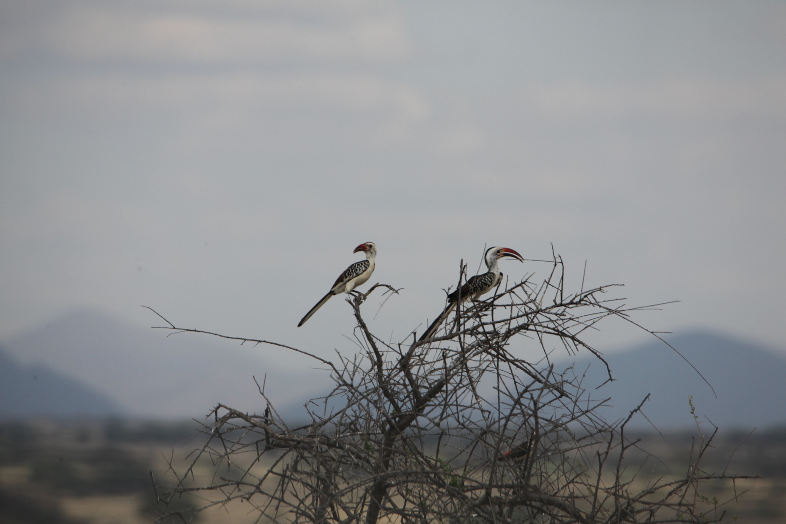 Samburu N.P. Roodsnaveltok (Tockus Erythrorhynchus) (0417)