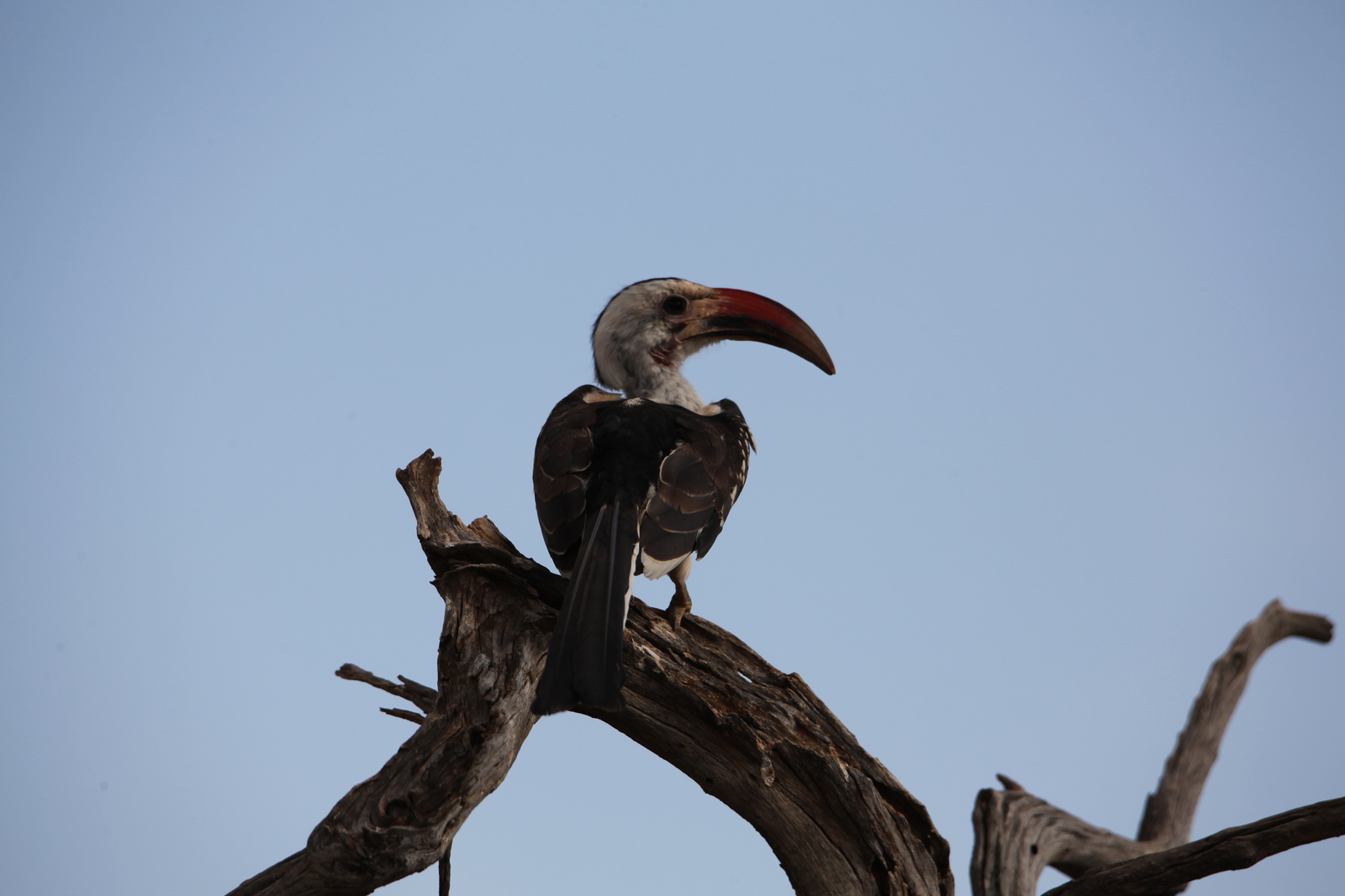 Samburu N.P. Roodsnaveltok (Tockus Erythrorhynchus) (0443)