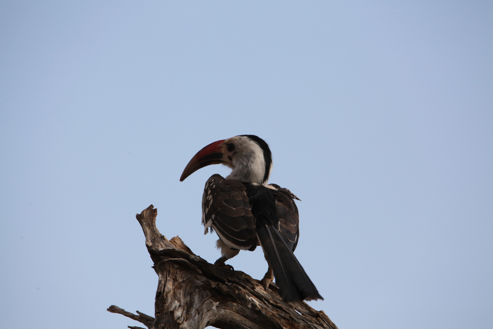 Samburu N.P. Roodsnaveltok (Tockus Erythrorhynchus) (0445)