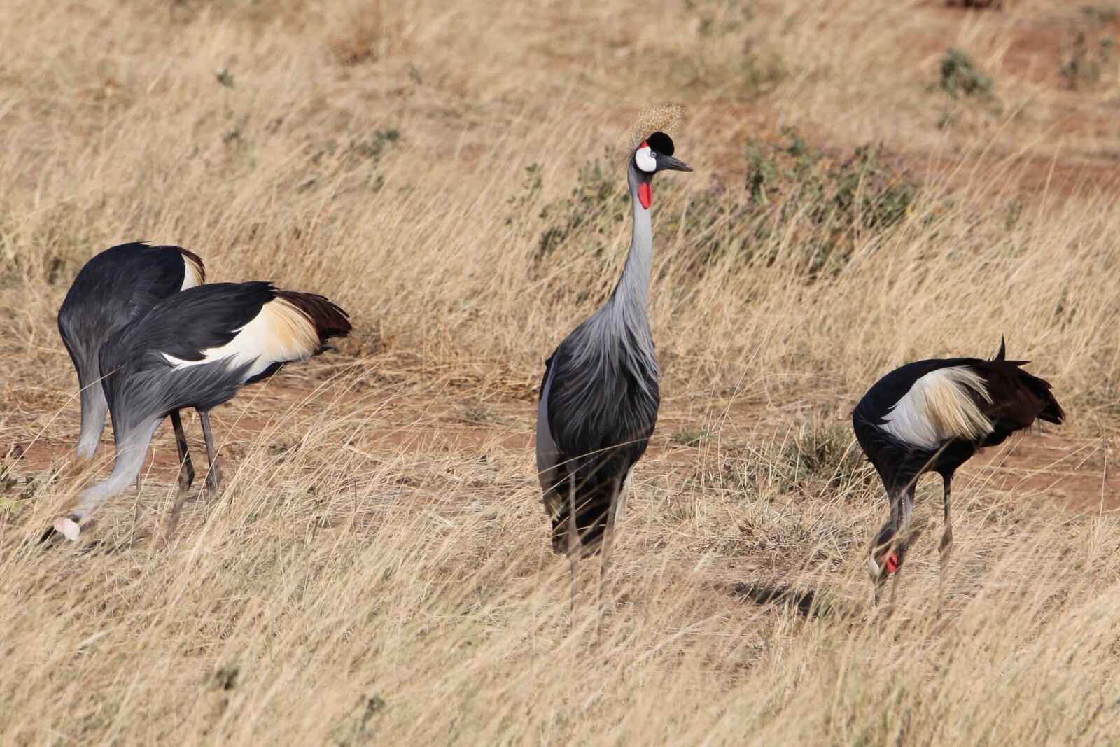 Samburu N.P. Grijze Kroonkraanvogel (Balearica Regulorum) (0260)