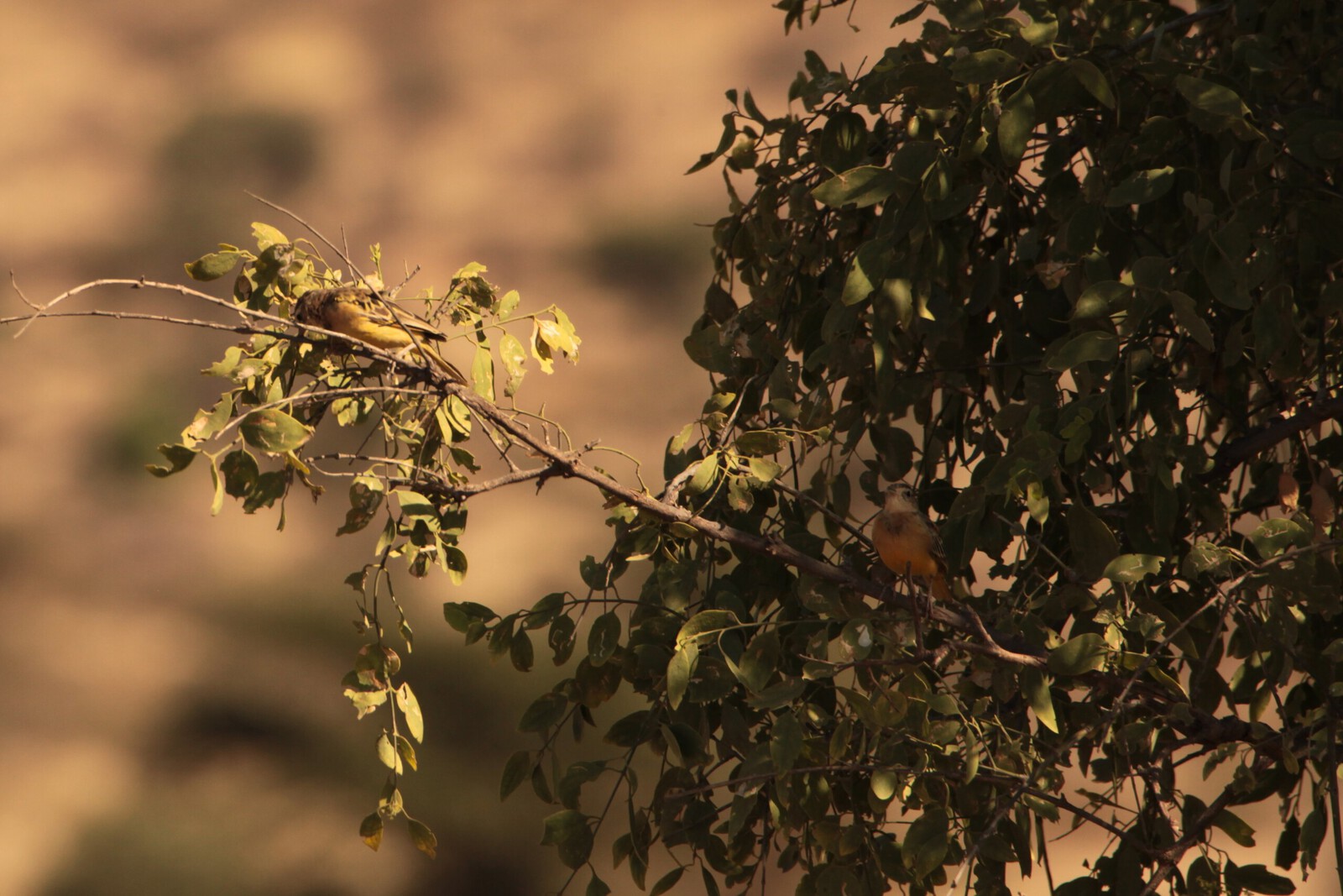 Samburu N.P. Gele Kwikstaart (Motacilla Flava) (0279)