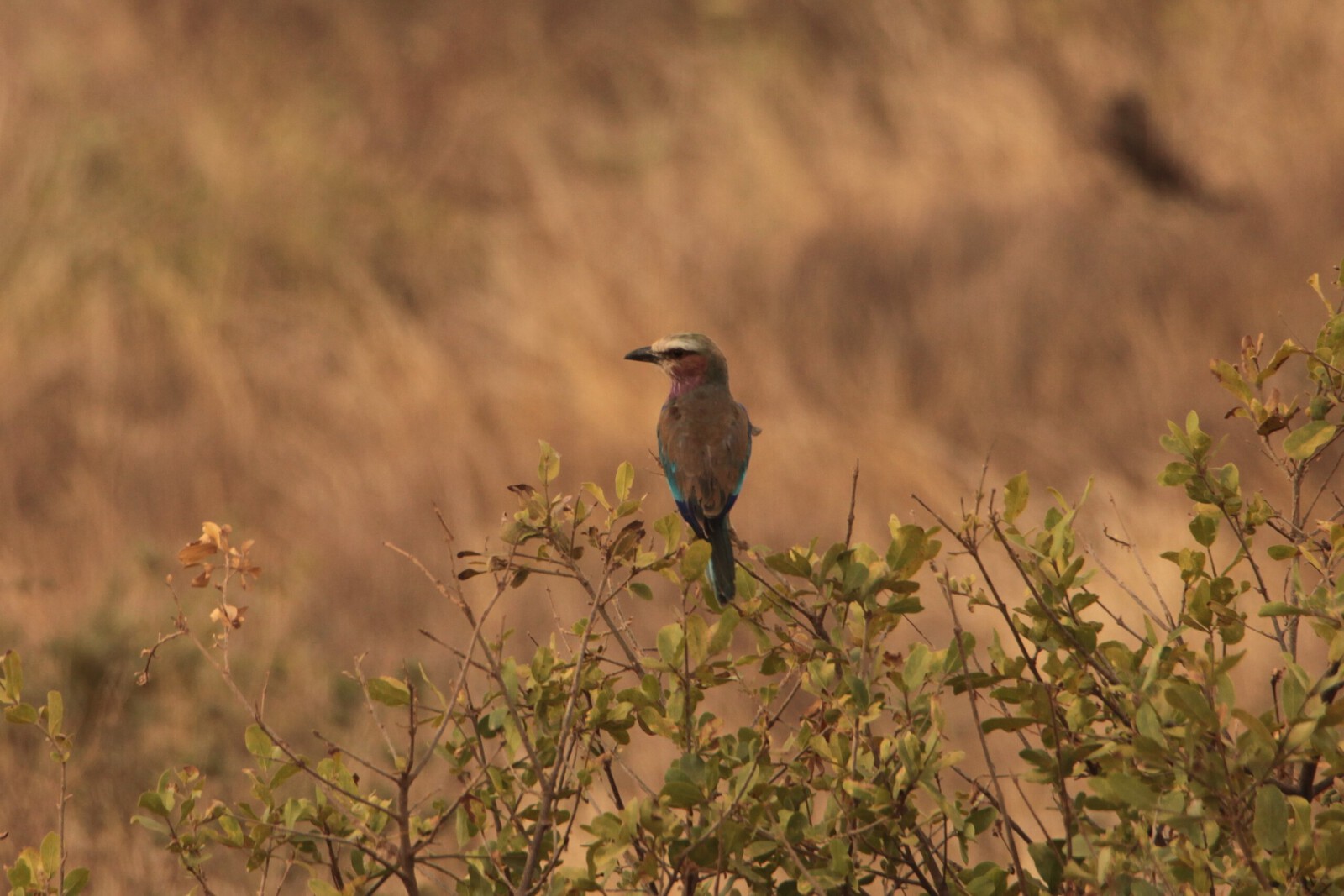 Samburu N.P. Vorkstaartscharrelaar (Coracias Caudatus) (0434)