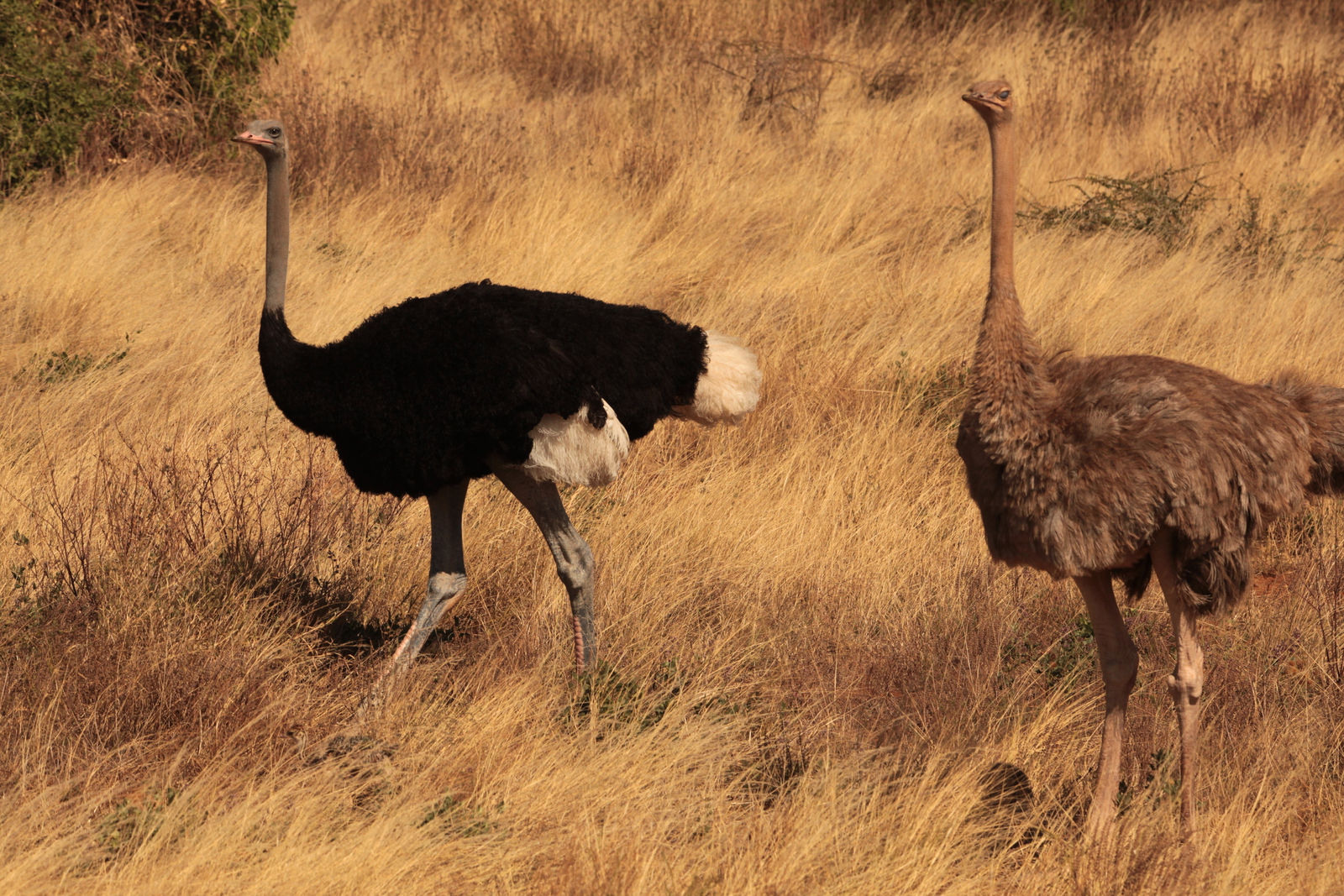 Samburu N.P. Somalische Struisvogel (Struthio Molybdophanes) (0287)