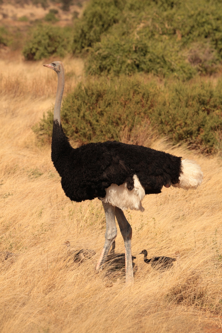 Samburu N.P. Somalische Struisvogel (Struthio Molybdophanes) (0291)