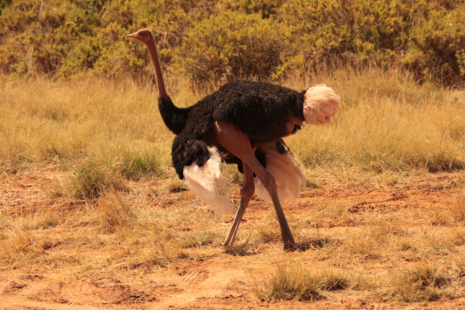 Samburu N.P. Somalische Struisvogel (Struthio Molybdophanes) (0341)