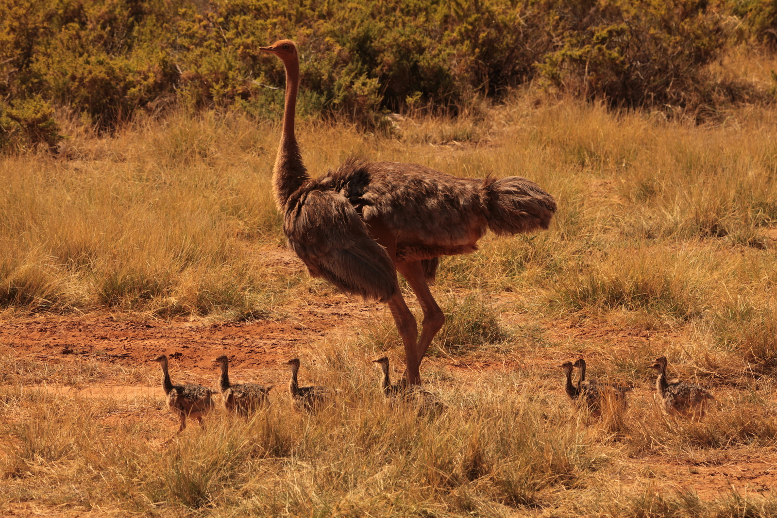 Samburu N.P. Somalische Struisvogel (Struthio Molybdophanes) (0342)