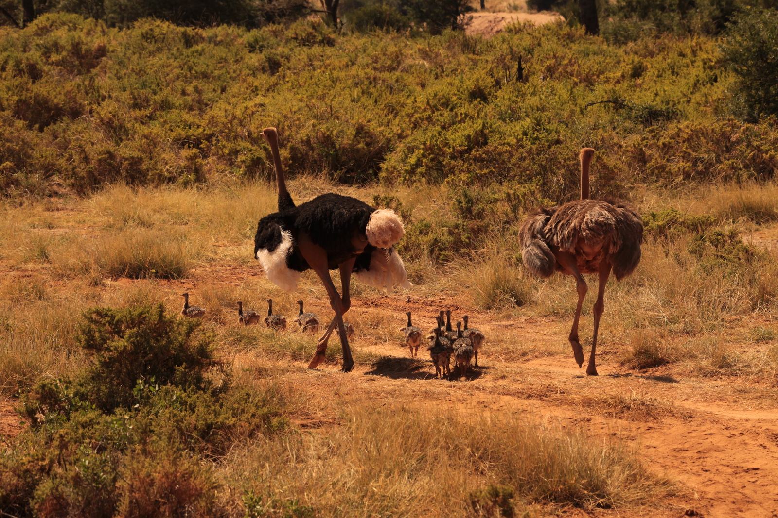 Samburu N.P. Somalische Struisvogel (Struthio Molybdophanes) (0345)